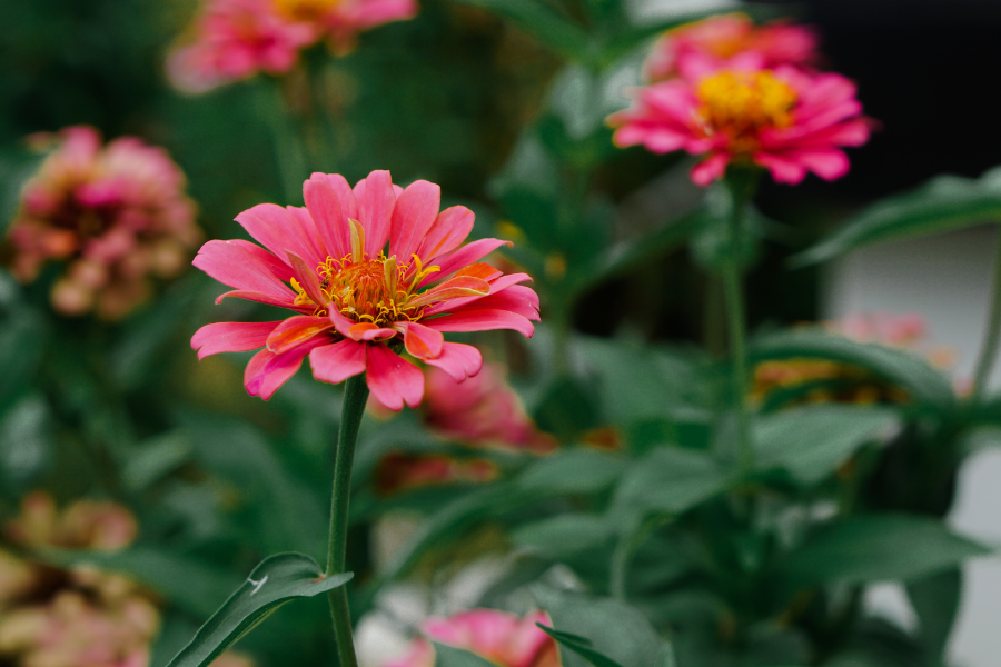 zinnia garden ideas