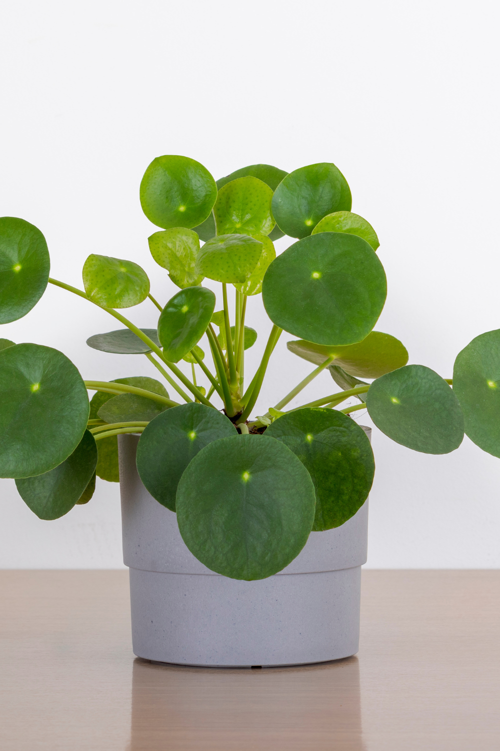 The 13 Best Houseplants to Brighten Your Home - Simplymarla