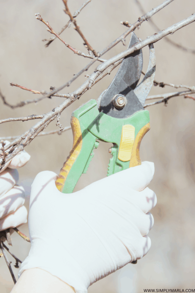 HOW TO PREP YOUR VEGETABLE GARDEN FOR SPRING